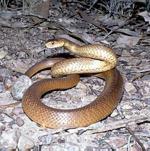 Eastern Brown snake .